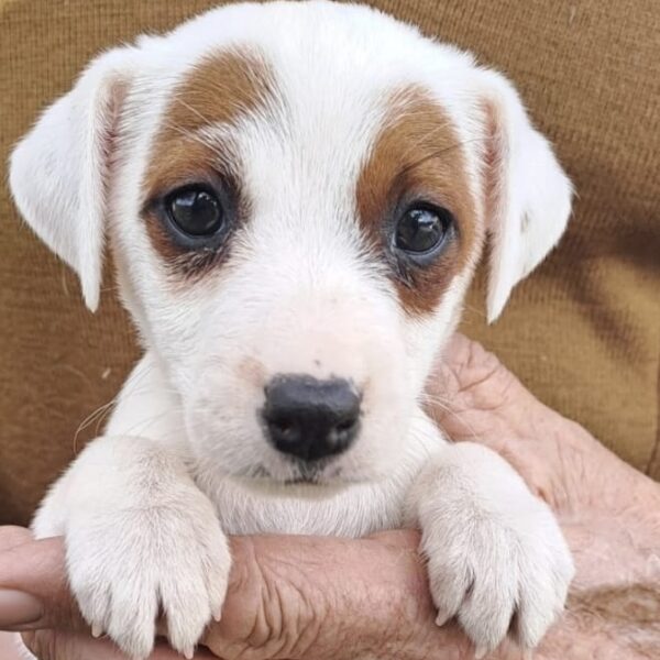 KAREN 🐶🩷