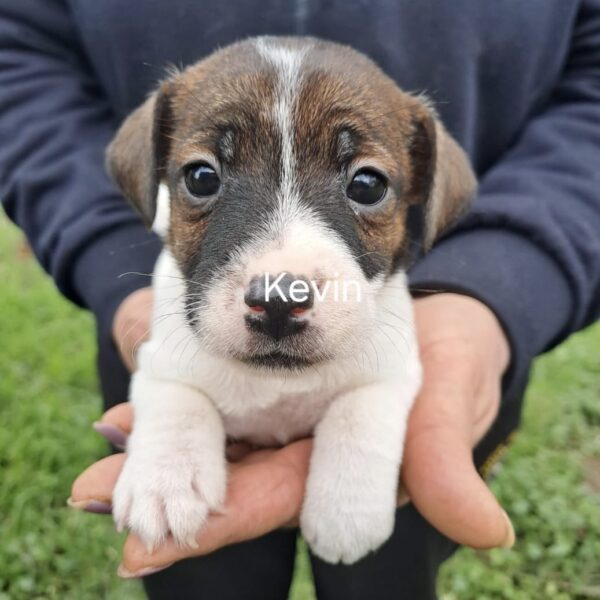 KEVIN 🐶🩵