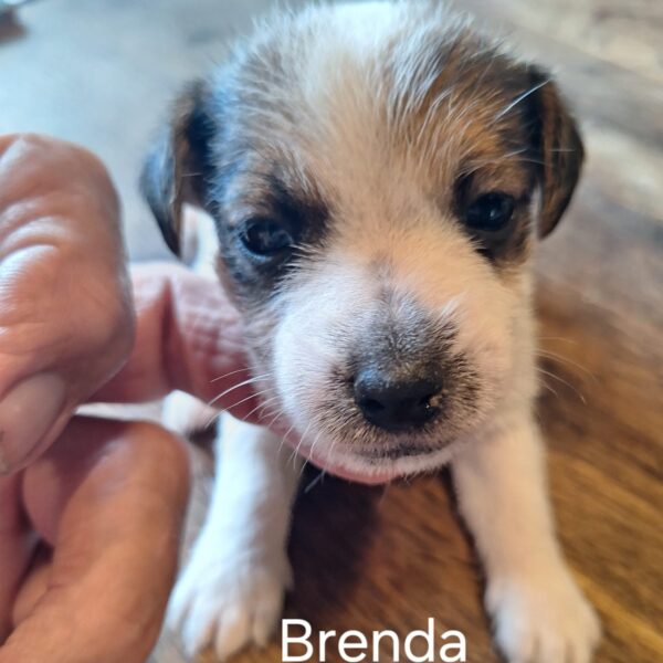 BRENDA 🐶🩷