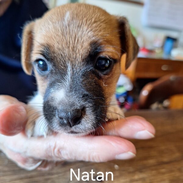 NATAN 🐶🩵