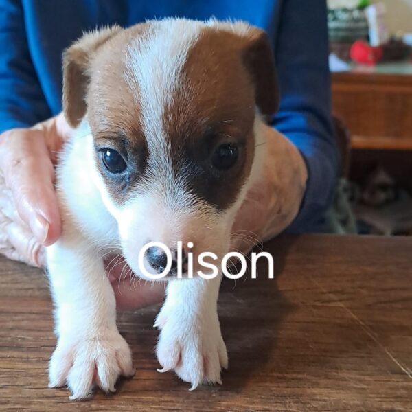 OLISON 🐶🩵