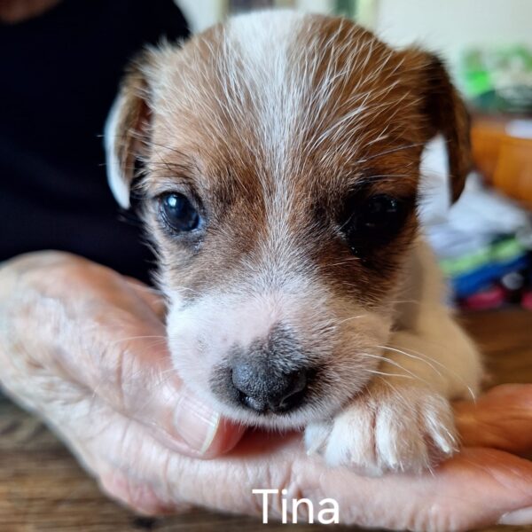 TINA 🐶🩷