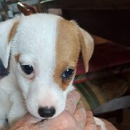 DONALD 🐶🩵