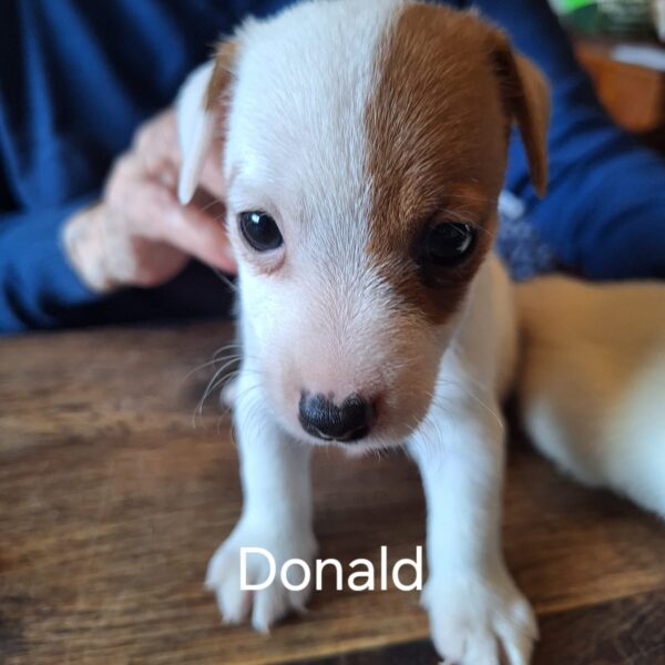 DONALD 🐶🩵