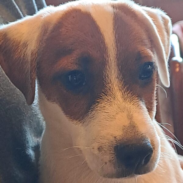 Jackson 🐶🩵