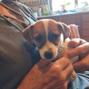 TOMASO🐶🩵