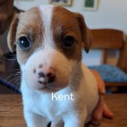 KENT 🐶🩵