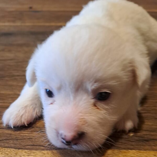 BIANCA NEVE 🐶🩷