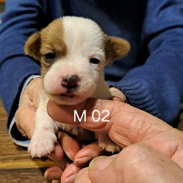 M02🐶🩵